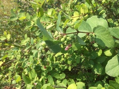 Symphoricarpos
