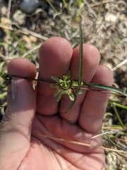 Passiflora tenuiloba