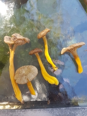 Craterellus tubaeformis