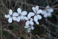 Adenandra