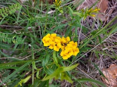 Tagetes lucida