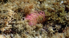 Anemonia viridis
