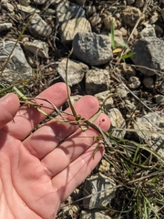 Passiflora tenuiloba