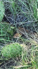 Pituophis catenifer sayi