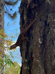 Tropidurus