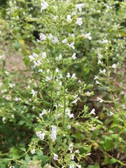 Melissa officinalis