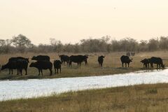 Syncerus caffer caffer