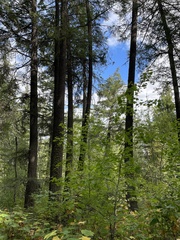 Coccothraustes vespertinus