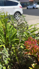 Artemisia absinthium