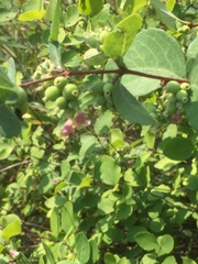 Symphoricarpos