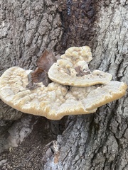 Pseudoinonotus dryadeus