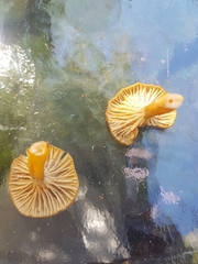 Craterellus tubaeformis