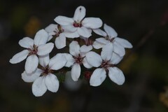 Adenandra