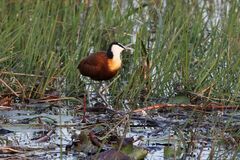 Actophilornis africanus