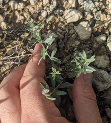 Evolvulus nuttallianus