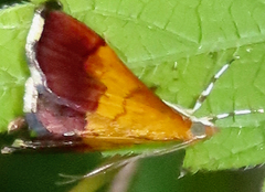 Pyrausta bicoloralis