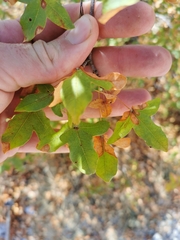 Acer monspessulanum