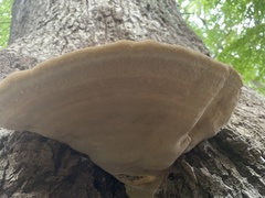 Pseudoinonotus dryadeus