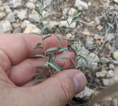 Evolvulus nuttallianus