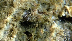 Anemoneae