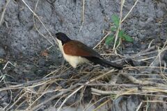 Centropus cupreicaudus