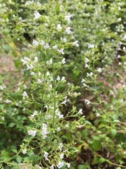 Melissa officinalis