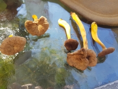Craterellus tubaeformis
