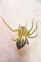 Oxyopes lineatus