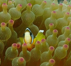 Entacmaea quadricolor