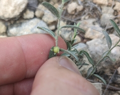 Evolvulus nuttallianus