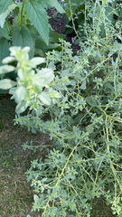 Amaranthus albus