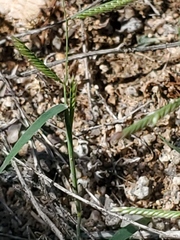 Bouteloua barbata