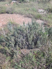 Ephedra antisyphilitica