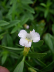 Gratiola officinalis