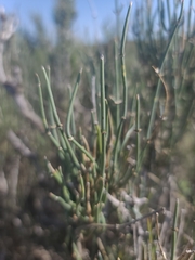 Ephedra antisyphilitica