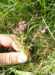 Odontites vulgaris