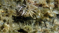 Anemoneae