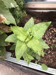 Conoclinium coelestinum