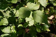 Rubus caesius