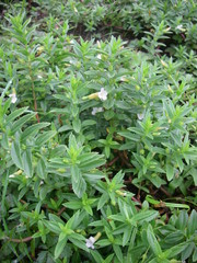Gratiola officinalis