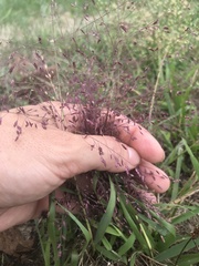 Eragrostis spectabilis