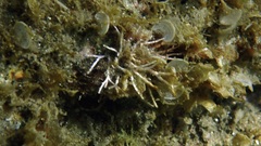 Anemoneae