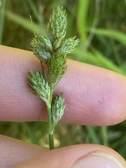 Carex longii