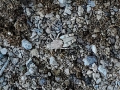 Cibolacris parviceps