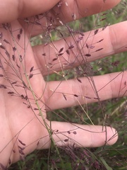 Eragrostis spectabilis