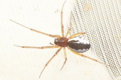 Frontinellina frutetorum