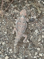 Phrynosoma platyrhinos