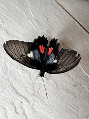 Parides anchises