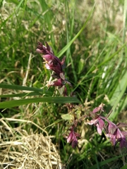 Odontites vulgaris
