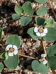 Euphorbia albomarginata